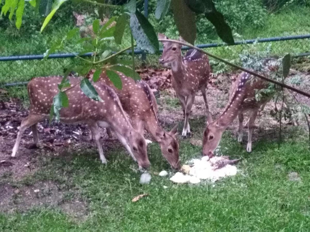 Deer Garden Guest Hotel Polonnaruwa Ngoại thất bức ảnh
