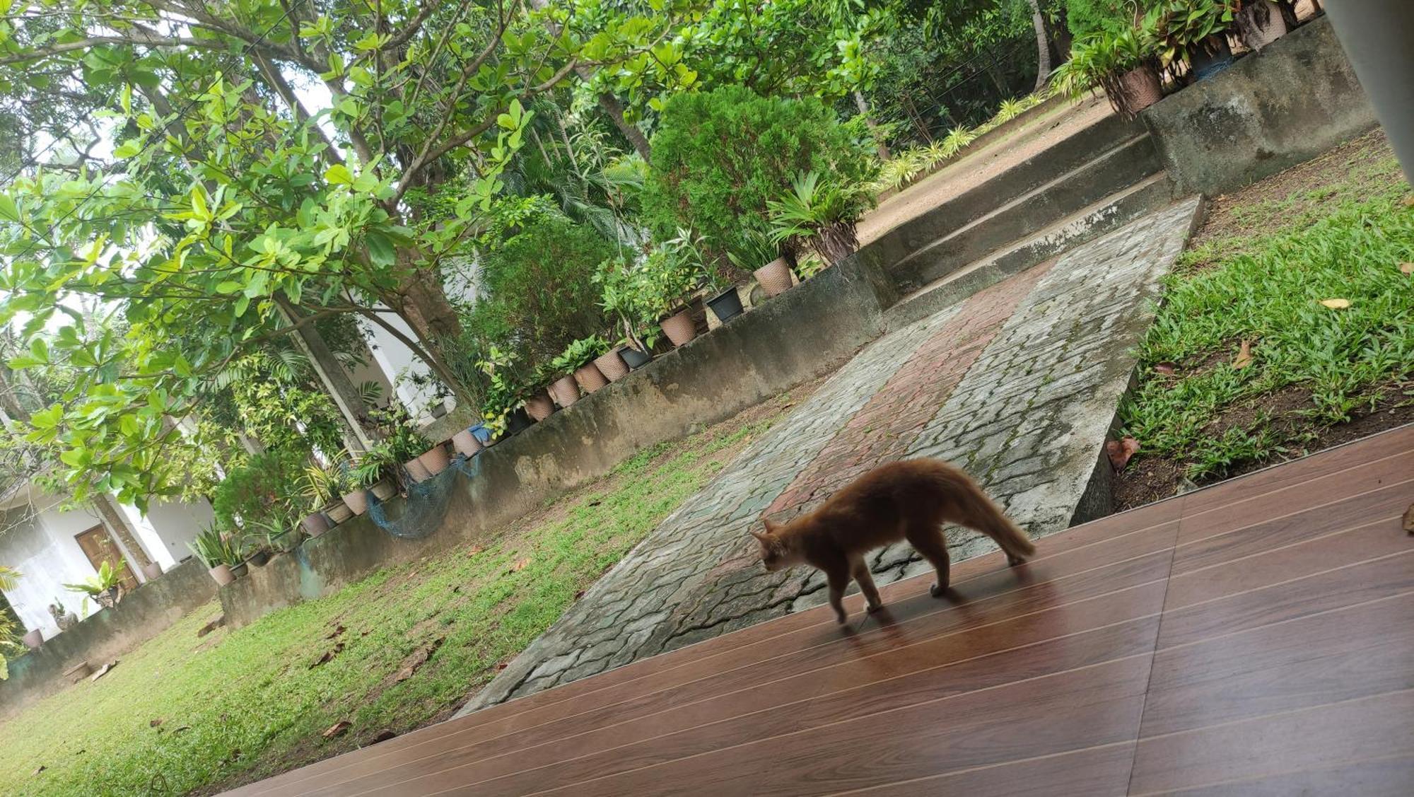 Deer Garden Guest Hotel Polonnaruwa Ngoại thất bức ảnh